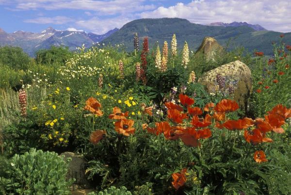 CO, Crested Butte Wildflowers in mountain garden